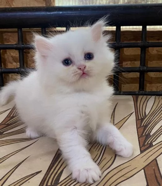 Gattina di persiani normotipo femmina 