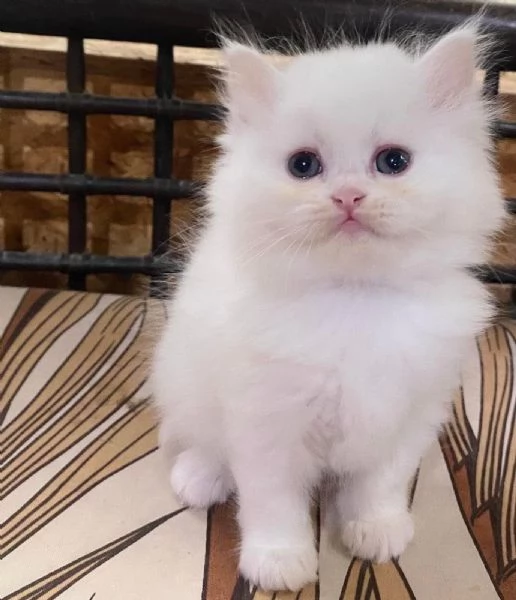 Gattina di persiani normotipo femmina  | Foto 1