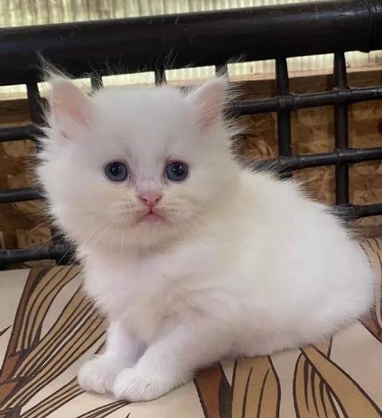Gattina di persiani normotipo femmina  | Foto 0