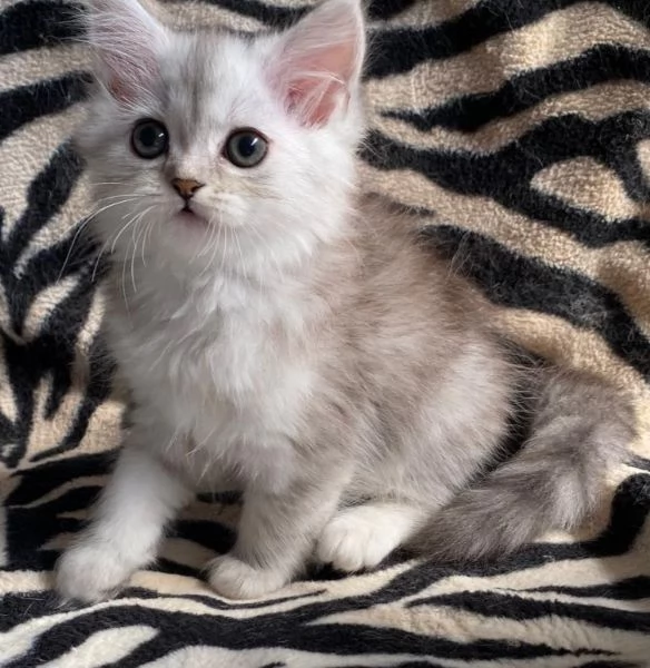 Gattina di persiani normotipo femmina  | Foto 6