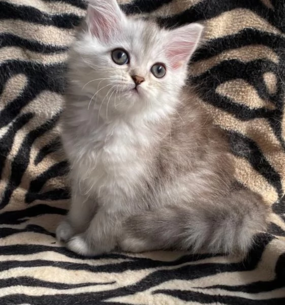 Gattina di persiani normotipo femmina  | Foto 3