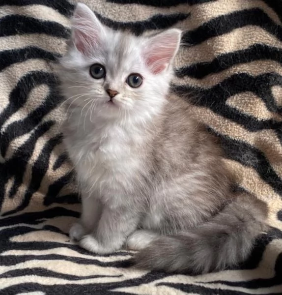 Gattina di persiani normotipo femmina 