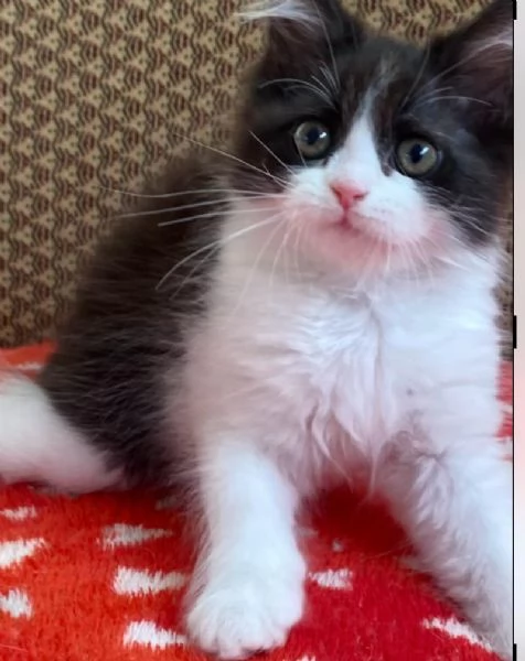 Gattina di persiani normotipo femmina  | Foto 5