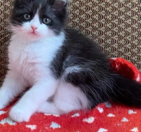 Gattina di persiani normotipo femmina  | Foto 4