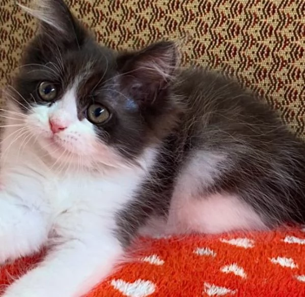 Gattina di persiani normotipo femmina  | Foto 3