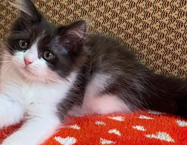 Gattina di persiani normotipo femmina  | Foto 2
