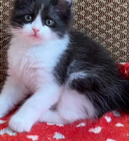 Gattina di persiani normotipo femmina  | Foto 1