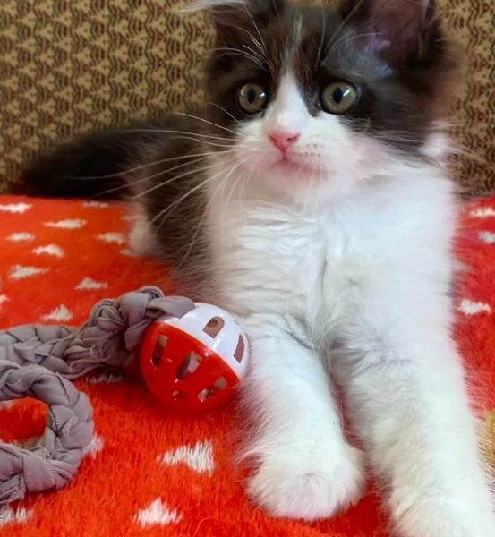Gattina di persiani normotipo femmina  | Foto 0