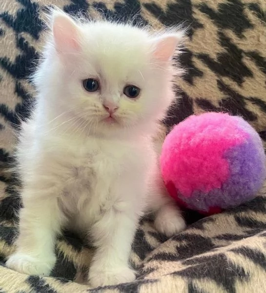 Gattina di persiani normotipo  | Foto 5