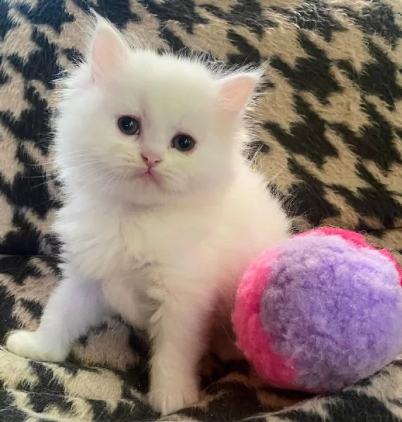 Gattina di persiani normotipo  | Foto 4