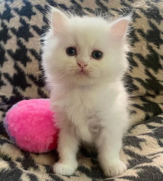 Gattina di persiani normotipo 