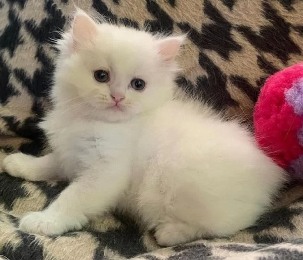 Gattina di persiani normotipo  | Foto 3