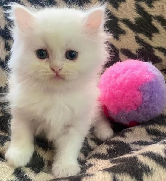 Gattina di persiani normotipo  | Foto 2