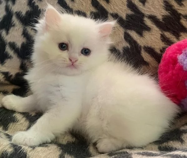 Gattina di persiani normotipo  | Foto 1