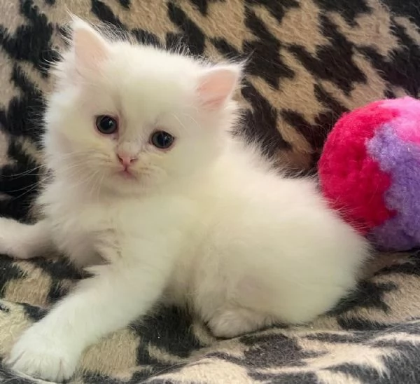 Gattina di persiani normotipo  | Foto 0