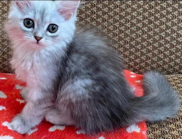 Gattina di persiani normotipo femmina | Foto 6