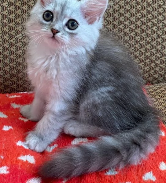 Gattina di persiani normotipo femmina