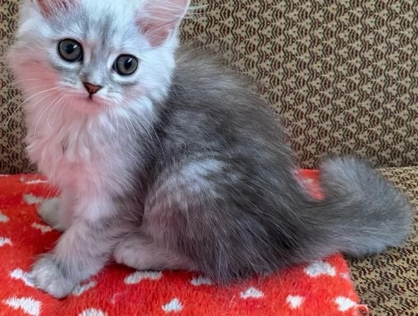 Gattina di persiani normotipo femmina | Foto 5
