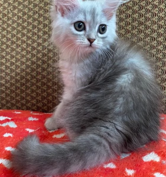 Gattina di persiani normotipo femmina | Foto 4