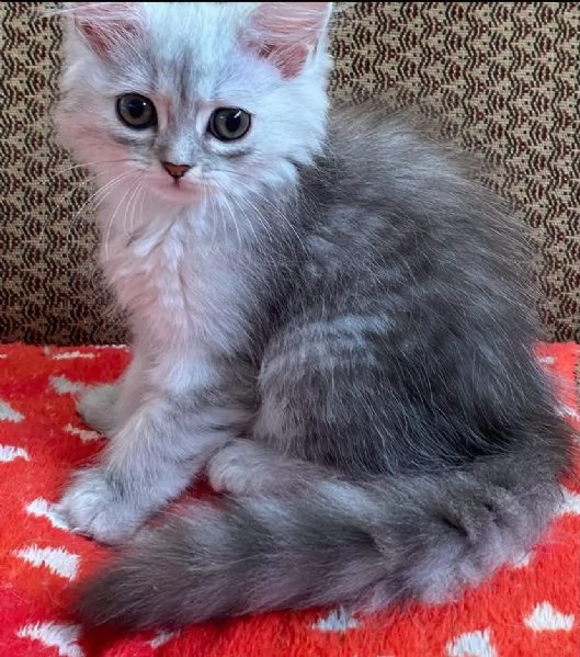 Gattina di persiani normotipo femmina | Foto 3
