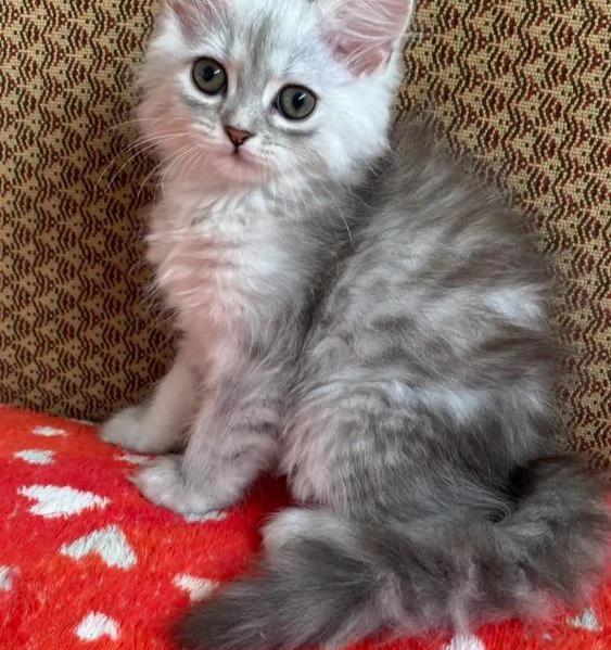 Gattina di persiani normotipo femmina | Foto 2