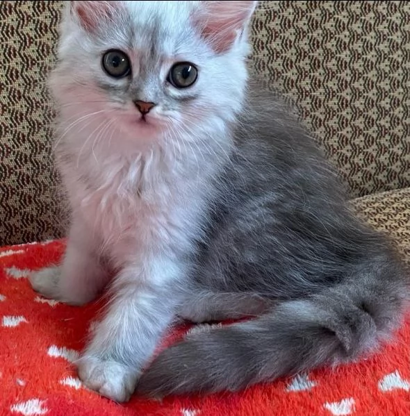 Gattina di persiani normotipo femmina | Foto 1