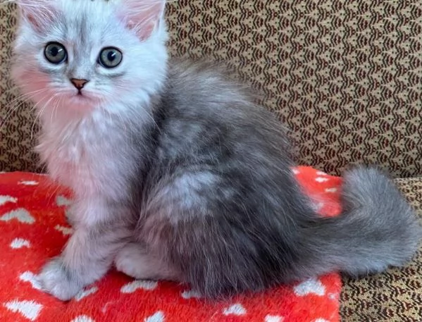 Gattina di persiani normotipo femmina | Foto 0