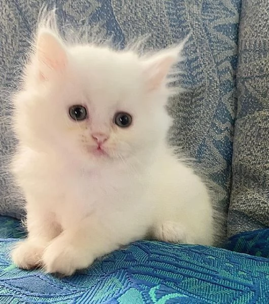 Gattina di persiani normotipo  | Foto 5