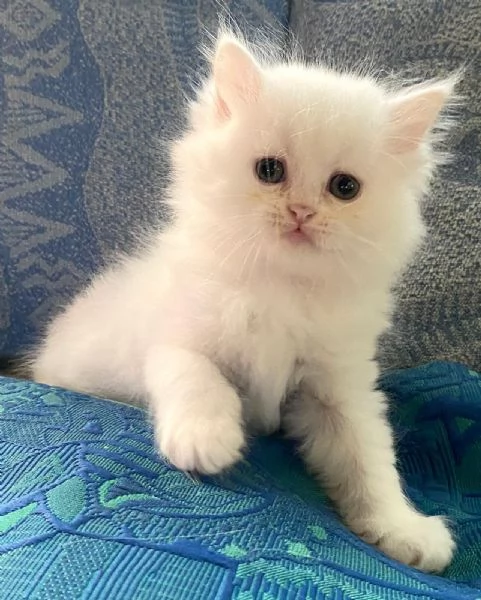 Gattina di persiani normotipo  | Foto 4