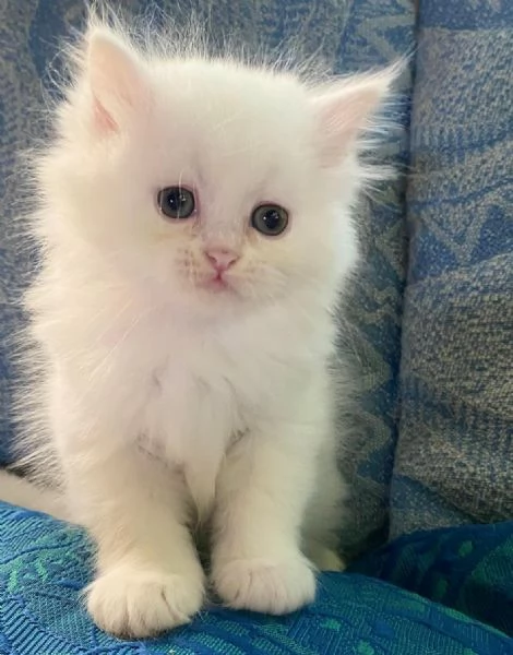 Gattina di persiani normotipo  | Foto 3