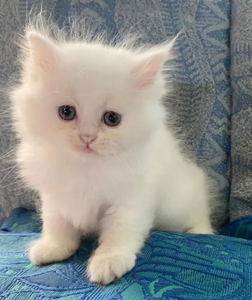 Gattina di persiani normotipo  | Foto 2