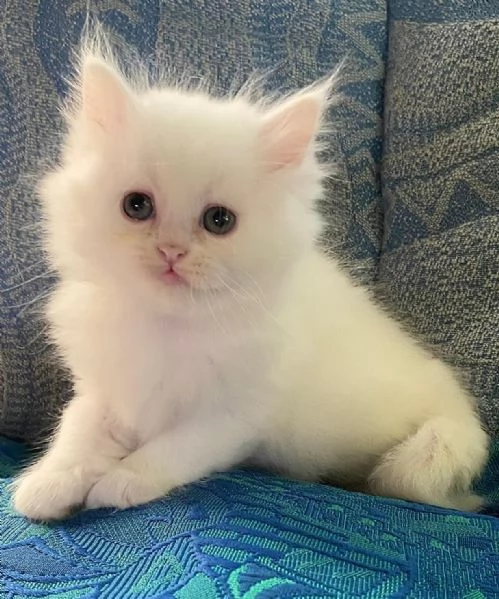 Gattina di persiani normotipo  | Foto 1