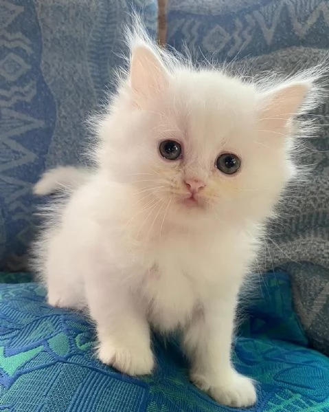 Gattina di persiani normotipo 