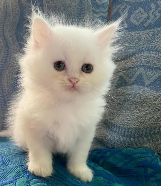 Gattina di persiani normotipo  | Foto 0