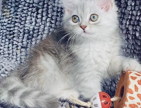Gattina persiano normotipo femmina | Foto 2