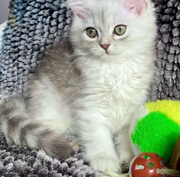Gattina persiano normotipo femmina | Foto 1