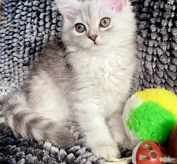 Gattina persiano normotipo femmina | Foto 0