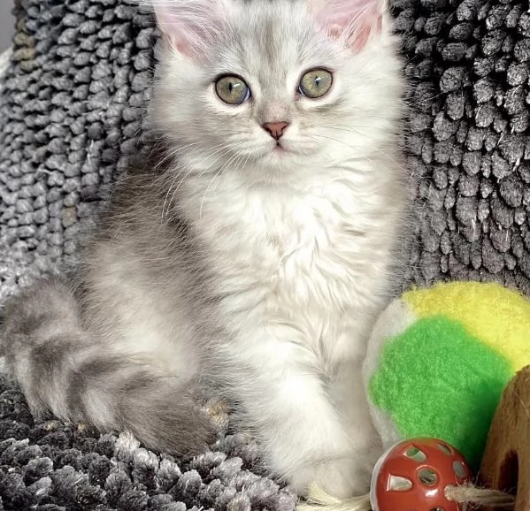 Gattina persiano normotipo femmina