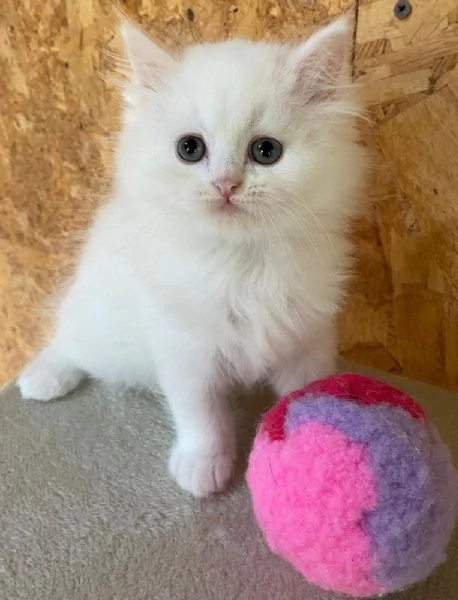 Dolce cucciola di persiani normotipo dollface femmina | Foto 6