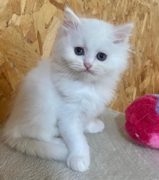 Dolce cucciola di persiani normotipo dollface femmina | Foto 5