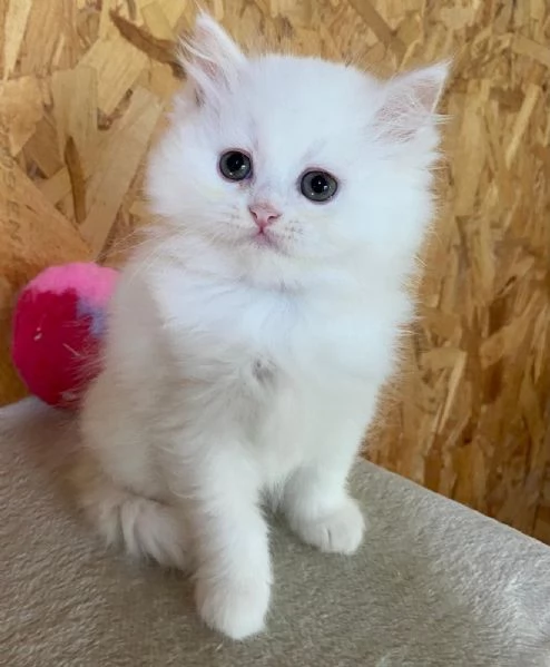 Dolce cucciola di persiani normotipo dollface femmina | Foto 4
