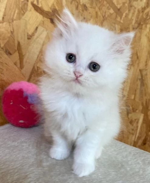 Dolce cucciola di persiani normotipo dollface femmina | Foto 3