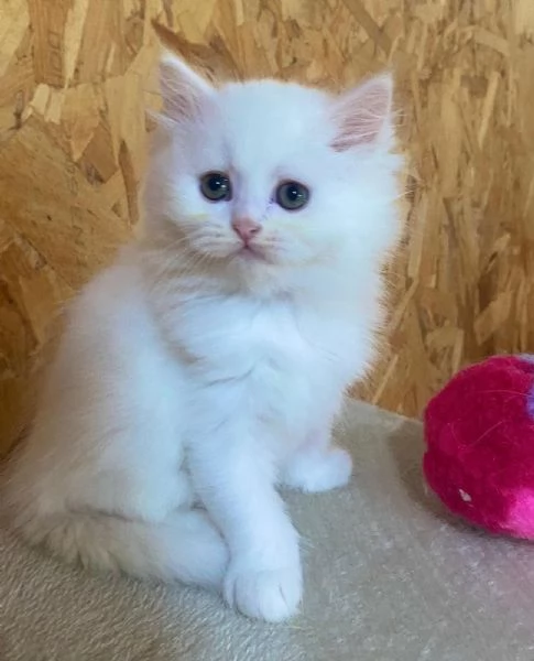 Dolce cucciola di persiani normotipo dollface femmina | Foto 2