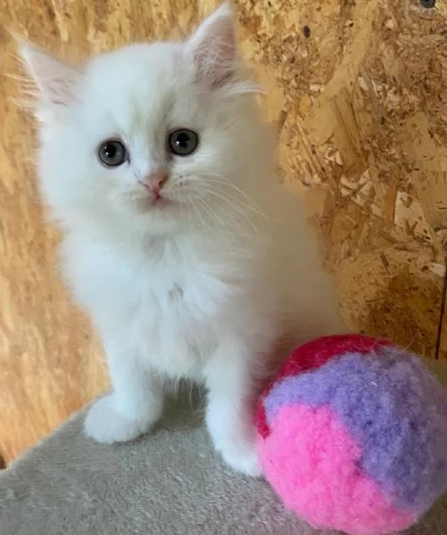 Dolce cucciola di persiani normotipo dollface femmina | Foto 1