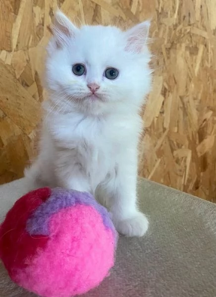 Dolce cucciola di persiani normotipo dollface femmina | Foto 0