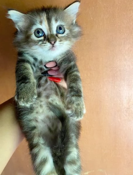 Cucciola simil Siberiano femmina | Foto 6