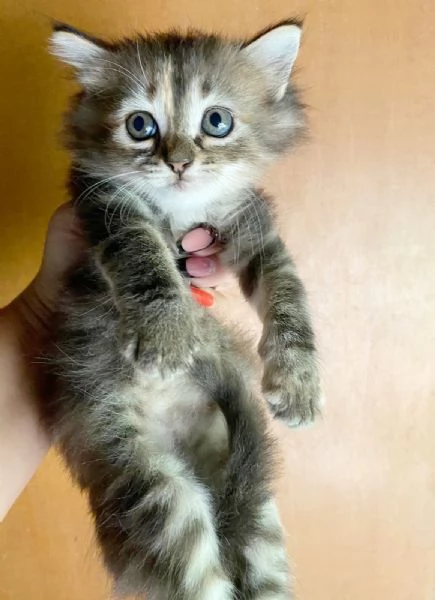 Cucciola simil Siberiano femmina | Foto 5