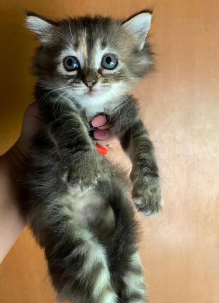 Cucciola simil Siberiano femmina | Foto 4