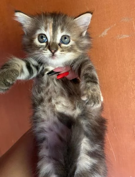 Cucciola simil Siberiano femmina | Foto 3