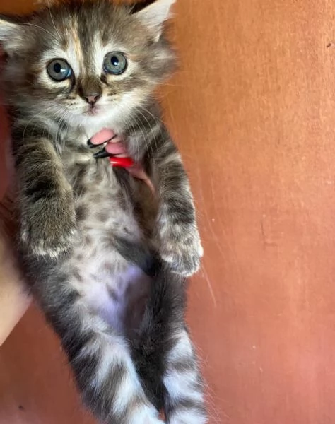Cucciola simil Siberiano femmina | Foto 2